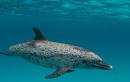 Flickriver: Most interesting photos tagged with atlanticspotteddolphin
