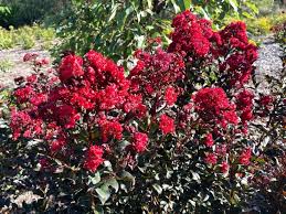 Image result for Lagerstroemia