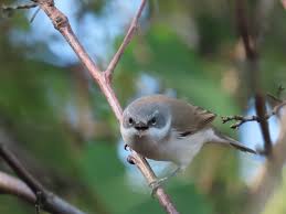 Attēlu rezultāti vaicājumam “Sylvia curruca adult”