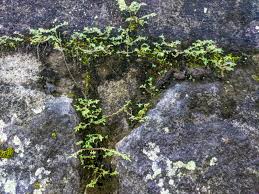 Attēlu rezultāti vaicājumam “Syntrichia”