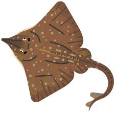 Image result for Dipturus intermedius