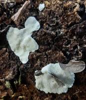 Attēlu rezultāti vaicājumam “Antrodiella semisupina”