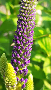 Attēlu rezultāti vaicājumam “Veronica longifolia”