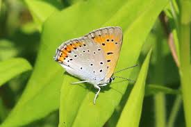 Attēlu rezultāti vaicājumam “Lycaena dispar”