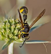 Attēlu rezultāti vaicājumam “Eumenes sp.”