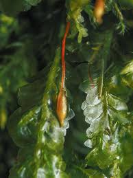 Attēlu rezultāti vaicājumam “Homalia trichomanoides”