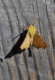 Attēlu rezultāti vaicājumam “Ennomos alniaria”