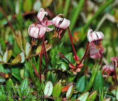 Attēlu rezultāti vaicājumam “Oxycoccus palustris flower”