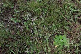 Attēlu rezultāti vaicājumam “Eleocharis uniglumis flower”