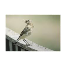 Attēlu rezultāti vaicājumam “Oenanthe oenanthe juvenile”