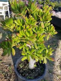 Image result for Crassula hobbit