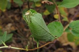 Attēlu rezultāti vaicājumam “Hydria undulata”