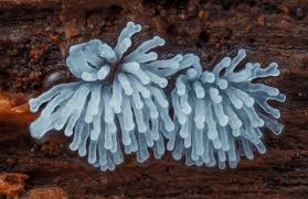 Attēlu rezultāti vaicājumam “Ceratiomyxa morchella”