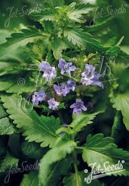 Image result for Dracocephalum moldavicum