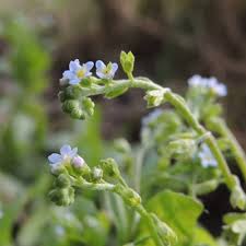 Attēlu rezultāti vaicājumam “Myosotis micrantha”