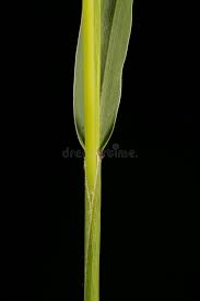 Attēlu rezultāti vaicājumam “Setaria viridis fruit”