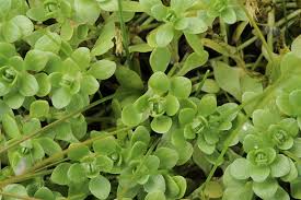 Attēlu rezultāti vaicājumam “Callitriche verna”