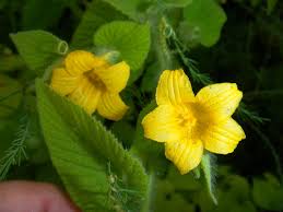 Attēlu rezultāti vaicājumam “Thladiantha dubia leaf”