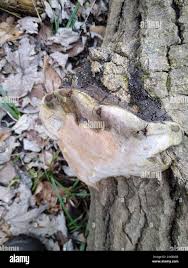 Attēlu rezultāti vaicājumam “Phellinus alni”