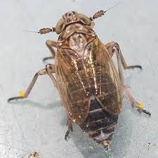 Attēlu rezultāti vaicājumam “Javesella pellucida”