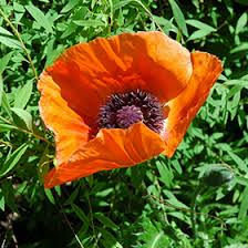 Attēlu rezultāti vaicājumam “Papaver orientale  flower”