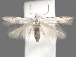 Attēlu rezultāti vaicājumam “Bucculatrix rhamniella”