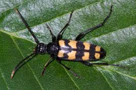 Attēlu rezultāti vaicājumam “Leptura quadrifasciata”