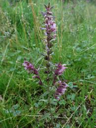 Attēlu rezultāti vaicājumam “Odontites vulgaris”