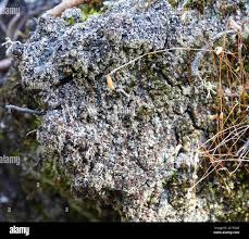 Attēlu rezultāti vaicājumam “Trapeliopsis granulosa”