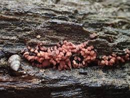 Attēlu rezultāti vaicājumam “Arcyria minuta macro”