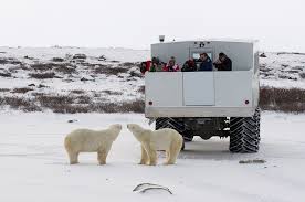 Image result for tundra buggy