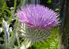 Image result for Silberdistel