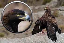 Attēlu rezultāti vaicājumam “Aquila chrysaetos”