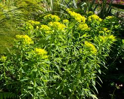 Attēlu rezultāti vaicājumam “Euphorbia palustris flower”