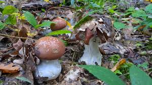 Attēlu rezultāti vaicājumam “Cortinarius praestans”
