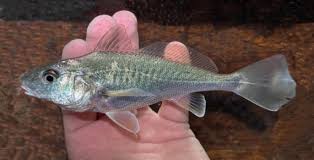 Image result for Micropogonias undulatus