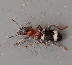 Attēlu rezultāti vaicājumam “Thanasimus formicarius”