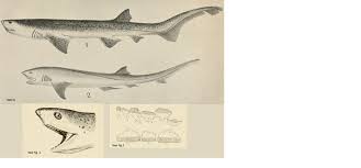 Image result for Notorynchus cepedianus