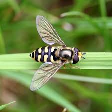 Attēlu rezultāti vaicājumam “Eupeodes corollae”