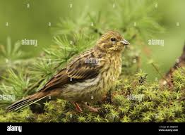 Attēlu rezultāti vaicājumam “Emberiza citrinella juvenile”