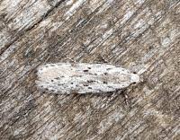 Attēlu rezultāti vaicājumam “Carpatolechia proximella”