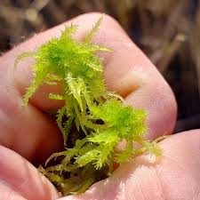 Attēlu rezultāti vaicājumam “Sphagnum squarrosum”