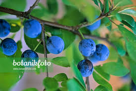 Attēlu rezultāti vaicājumam “Prunus spinosa fruit”