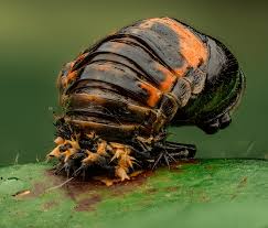 Attēlu rezultāti vaicājumam “Scardia boletella pupa”