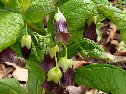 Attēlu rezultāti vaicājumam “Scopolia carniolica flower”