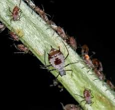 Attēlu rezultāti vaicājumam “Macrosiphoniella absinthii”