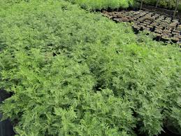 Image result for Artemisia gmelinii