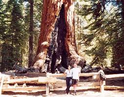 Image result for Mammutbaum