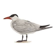 Attēlu rezultāti vaicājumam “Hydroprogne caspia”