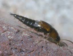 Attēlu rezultāti vaicājumam “Tachyporus sp.”